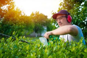 Professional gardener trimming hedge